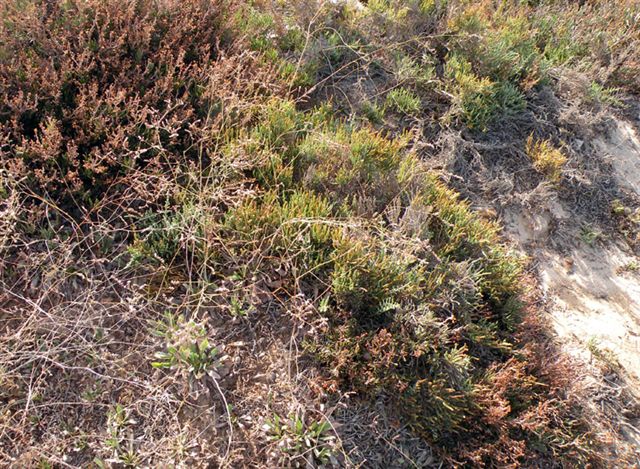 Sospetto Limonium dalla Tunisia